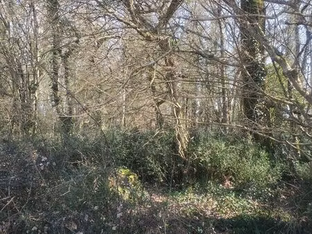 location terrain boisé
