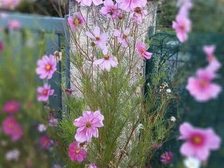 recherche t2 location