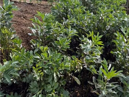 cherche terrain agricole