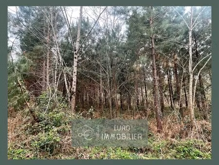 bazas -parcelle bois + partie constructible .1 hectare 08