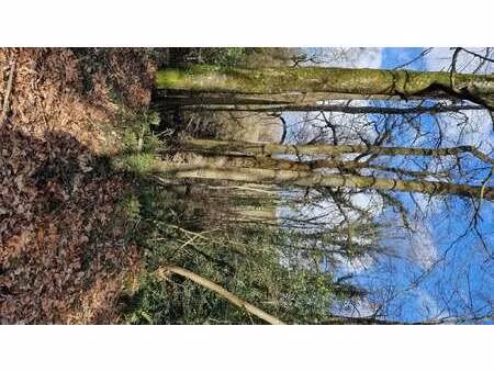 vente bois  forêt et étang à rouillac (22250) : à vendre / rouillac