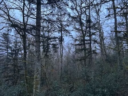 82ha - forêt mixte à valoriser