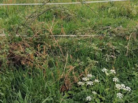 vente terrain au sourn (56300) : à vendre / le sourn