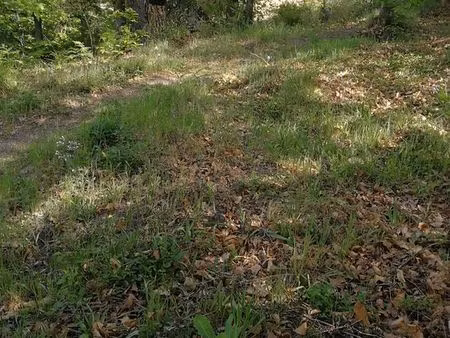 terrain boisé 2342 m2 viabilisé