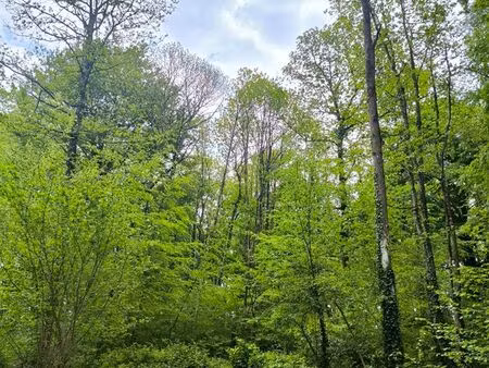 forêt parcelle boisée