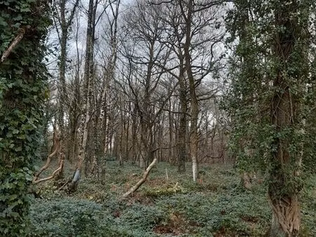 terrain boisé