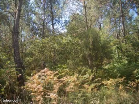 parcelles de bois
