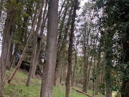 ? terrain boisé 2080 m² avec maisonnette cadastrée à rénover – proche maintenon