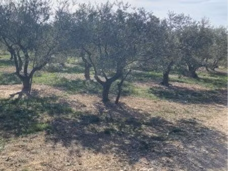 vends terrain avec oliviers