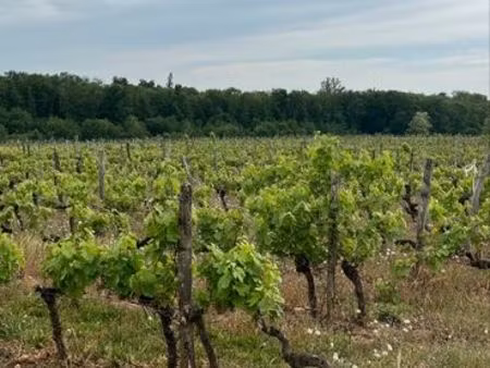 terrain agricole graves