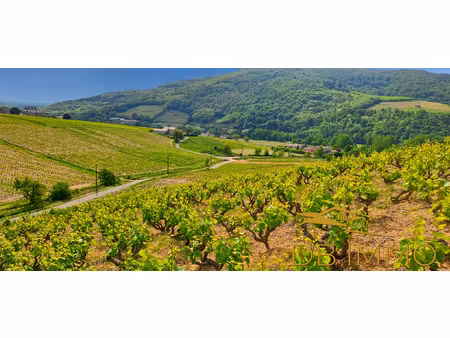 vignes aoc juliénas beaujolais (cru juliénas)  libres d'ex