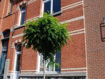 maison 3 ch à louer à tournai centre-ville