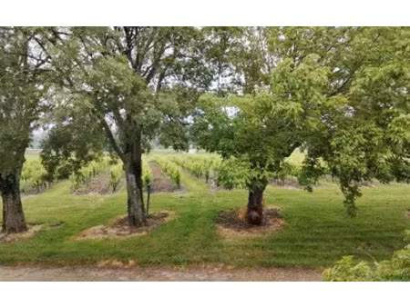monbazillac (24240)