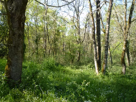 parcelle de bois en campagne - monsempron libos