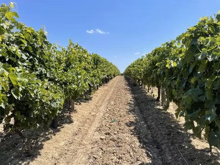 gers — propriété viticole en bas armagnac