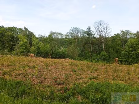 terrain