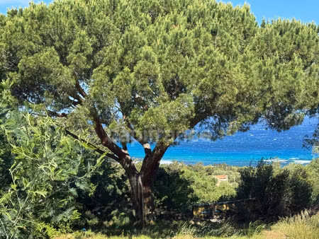 terrain à vendre corbara 1256m2 449 000€