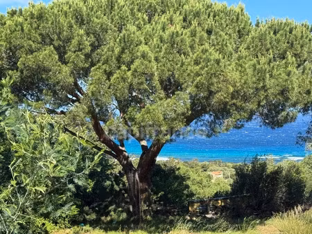 vente terrain 1256 m² à corbara (20220)  449 000 €