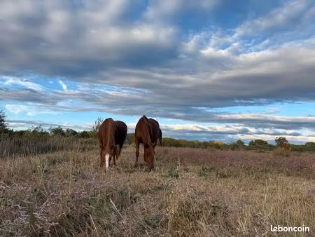 loue terrain chevaux mauguio