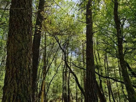 vente terrain boisé ille-et-vilaine