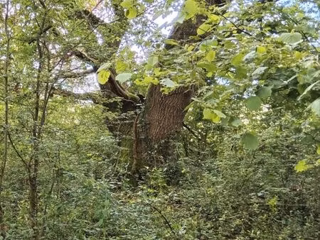 forêt