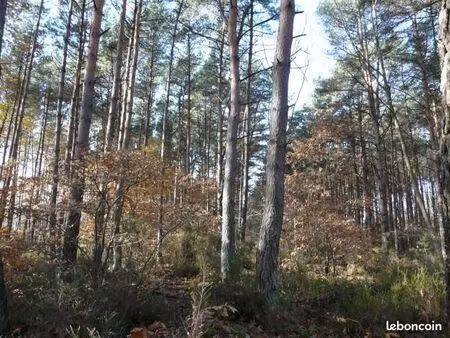 parcelle de bois