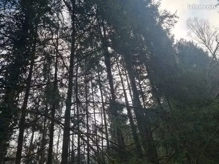 terrain forestier