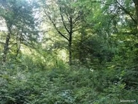 terrain boisé