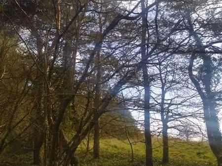 forêt à vendre – le champ de la chapelle – kervignac