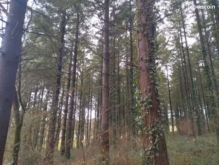 forêt à vendre – landes de bellevue – moustoir-ac
