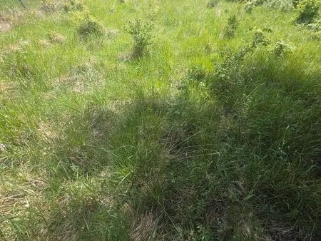terrain verger jardin