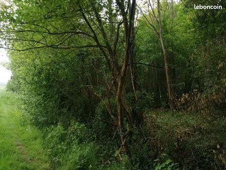 terrain boisé
