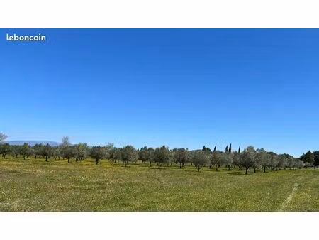 terrain agricole avec oliviers
