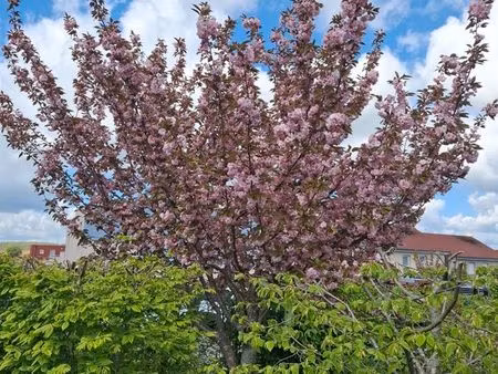 appartement duplex jardin montbeliard