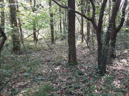 vends parcelle de bois