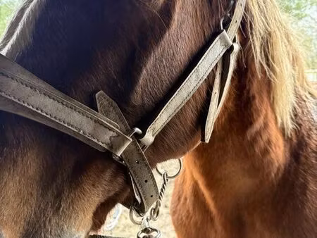 refuge chevaux cherche terrain / ferme / bâtiment avec terrain