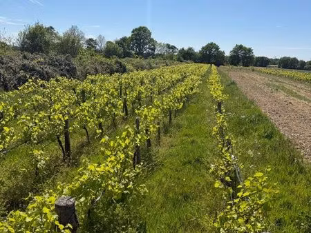 terrain vigne