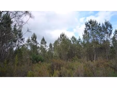 terrain