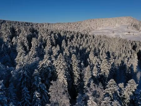 exceptionnelle forêt de sapins de moyenne montagne