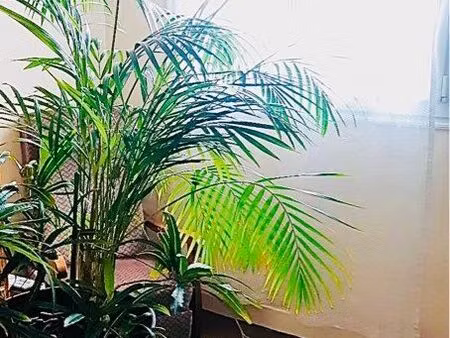 appart 50m2 anatole france