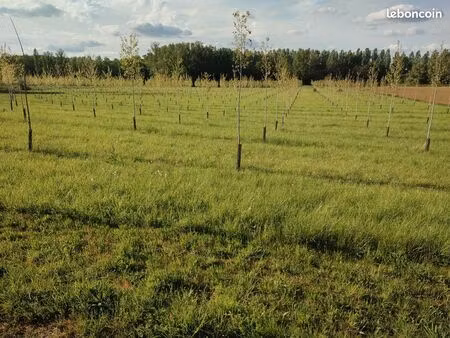 peupleraie 3ha la filhole marmande