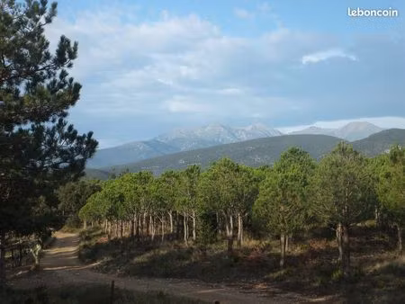 ±50ha de terrains plantés d’épicéas  ancien vignoble  avec accès aisé