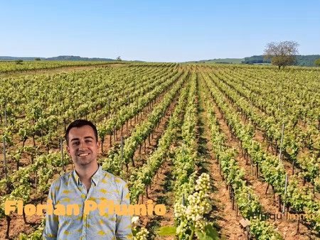 maison dans le vignoble