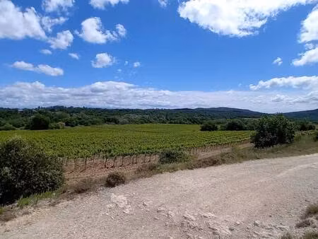 vignoble à vendre