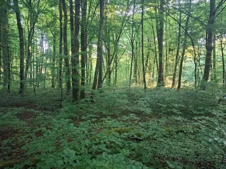 forêt de production de feuillus