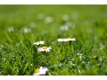vente terrain à grandchamps-des-fontaines (44119) : à vendre / grandchamps-des-fontaines