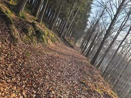 très belle parcelle forestiere de 9000 m²
