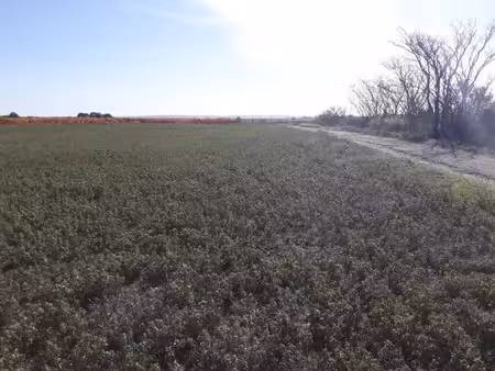 vente terrain 600 m² à rieux-minervois (11160)  64 900 €