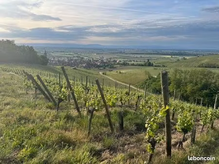 recherche location vignes