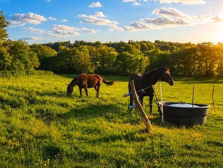 pension chevaux prairie